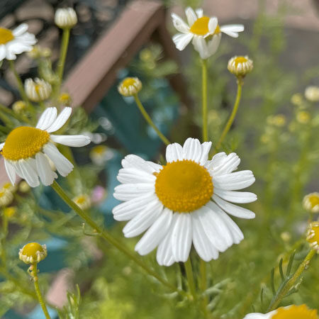 カモミール・ローマンの花