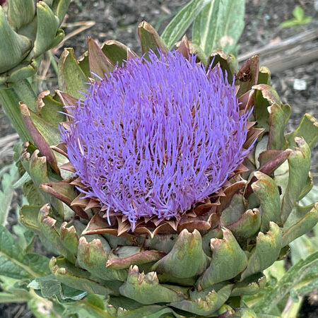 アーティチョークの花