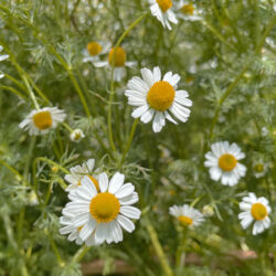 カモミール・ジャーマンの花