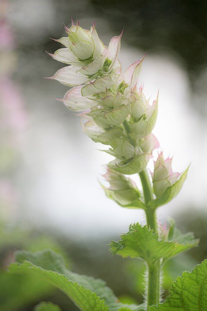 クラリセージ Clary sage