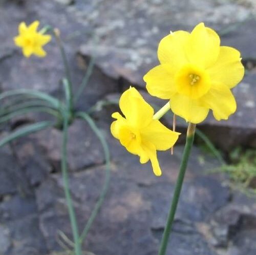 野生のジョンキルの花