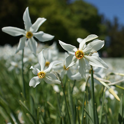 クチベニスイセンの花