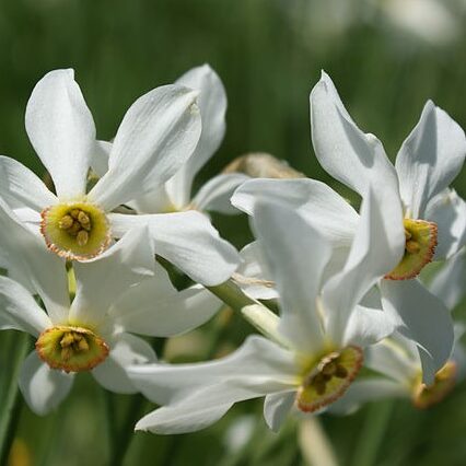 クチベニスイセンの花アップ