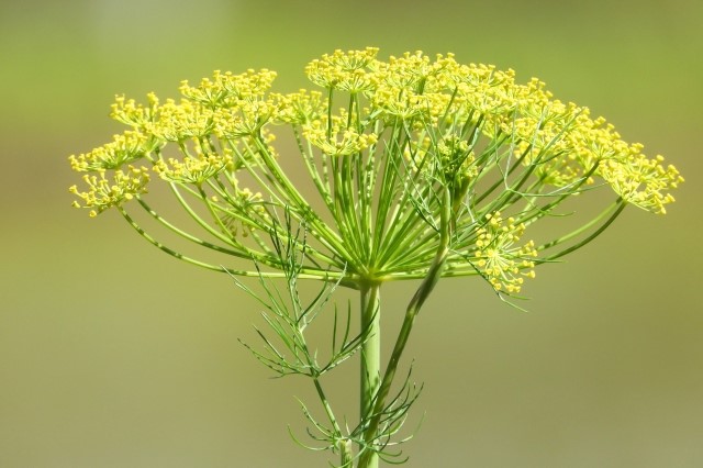 フェンネルの花