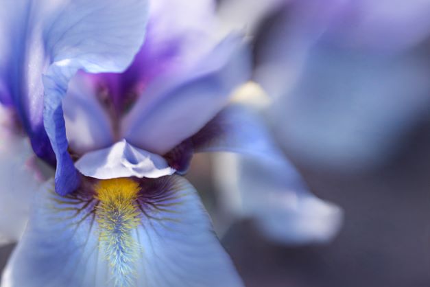 オリスの花のアップ