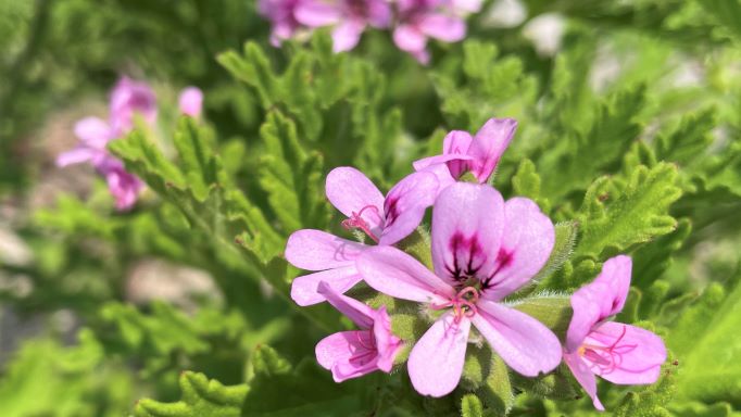 ゼラニウムの花