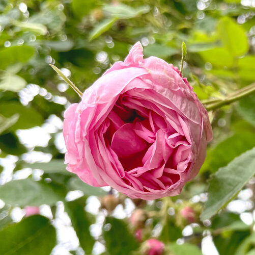 センティフォリアローズの花が開き始めたところ