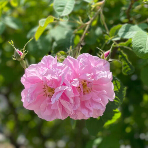 ダマスクローズの花