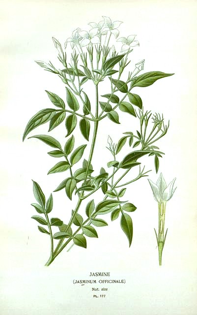 香料植物・ハーブ図鑑】ジャスミン Jasmine