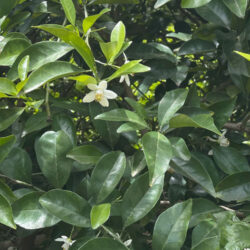 オレンジリーフ