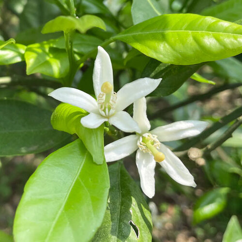 オレンジ・スイートの花