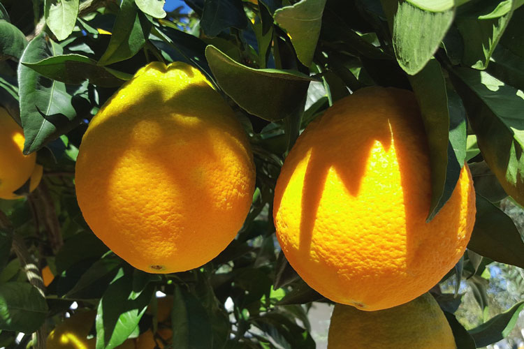 香り植物・ハーブ図鑑】オレンジ・スイート Orange sweet