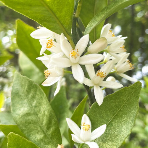 マンダリンの花