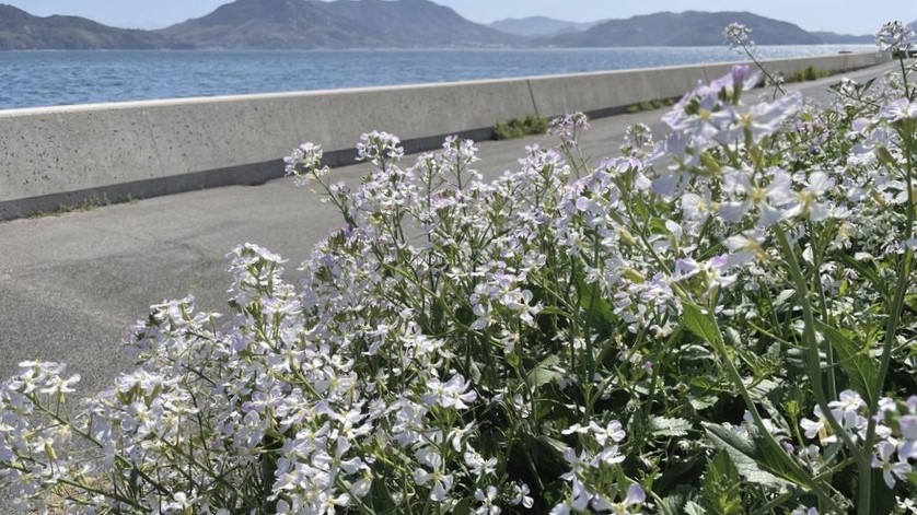 道路沿いに咲く白い花