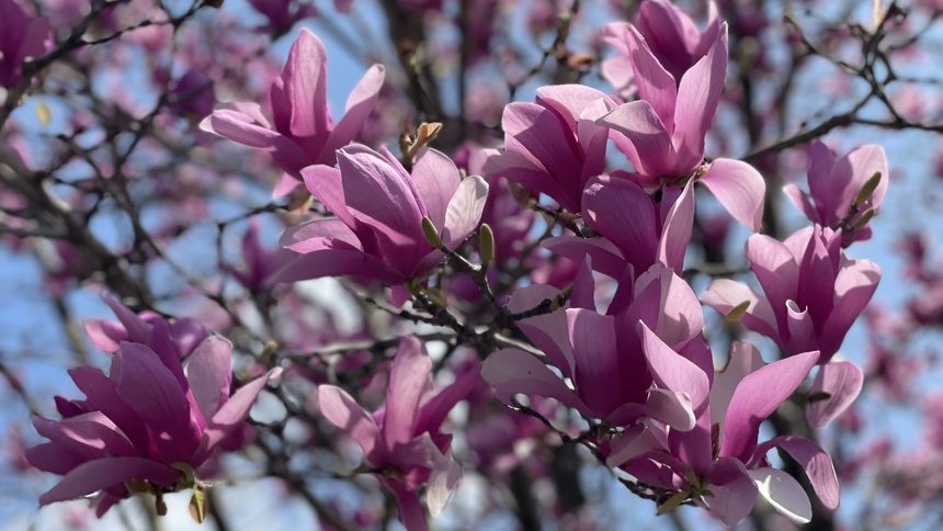 シモクレンの花