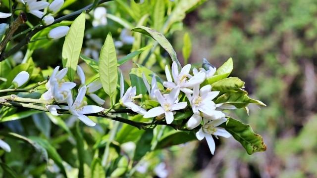 オレンジの花