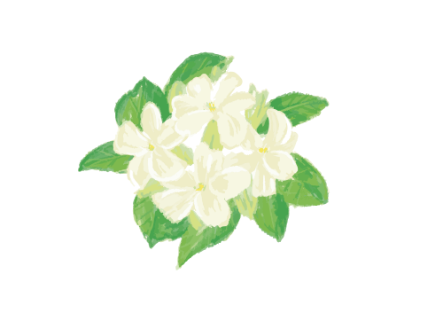 ジャスミンの花の絵