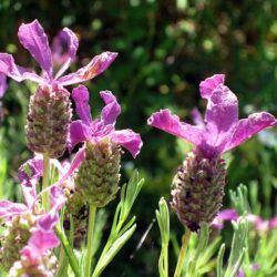 ラベンダー・フレンチの花穂