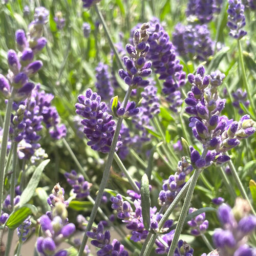 ラベンダーの花穂