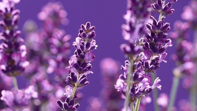 紫の背景とラベンダーの花