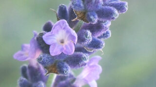 開花したラベンダー