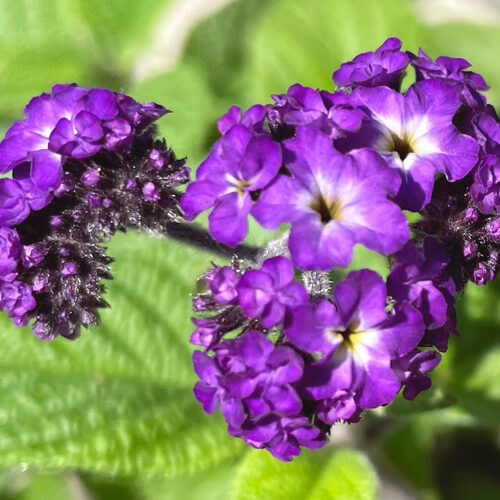 ヘリオトロープの紫色の花