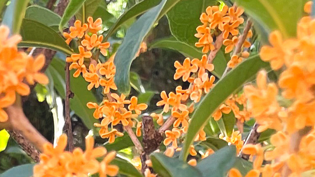 osmanthus_fragrans_4.jpg