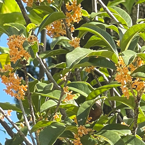 オスマンサス(キンモクセイ)の花