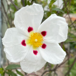 シスタスの花